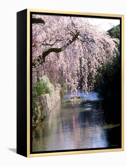 Cherry Blossoms and a River-null-Framed Premier Image Canvas