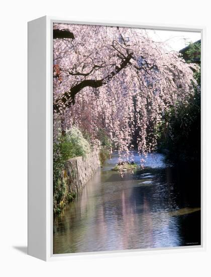 Cherry Blossoms and a River-null-Framed Premier Image Canvas