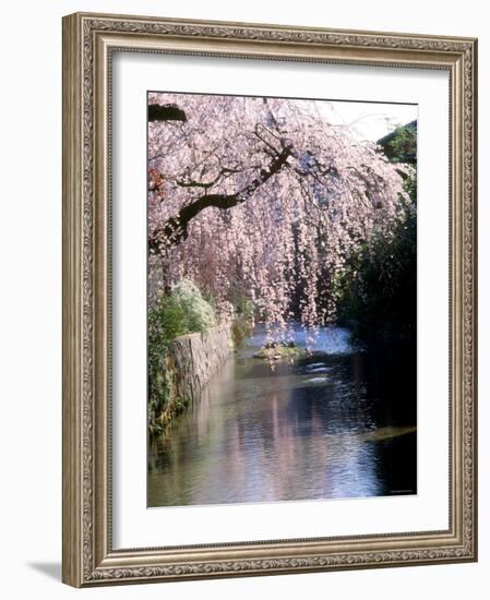 Cherry Blossoms and a River-null-Framed Photographic Print