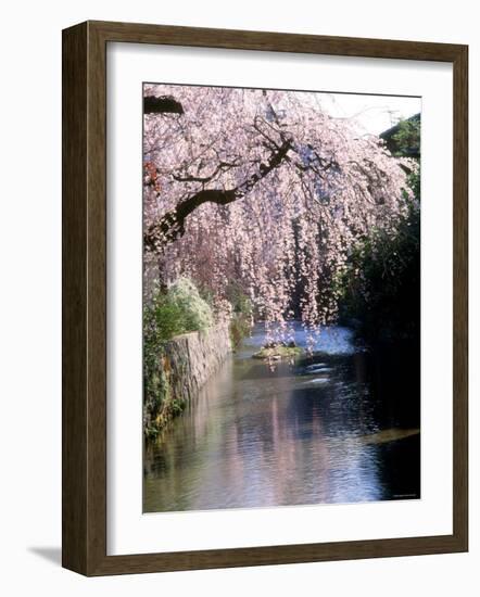 Cherry Blossoms and a River-null-Framed Photographic Print