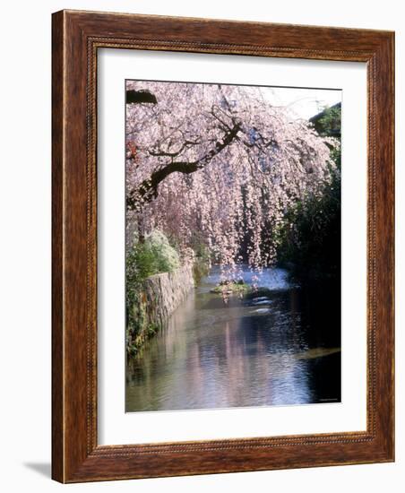 Cherry Blossoms and a River-null-Framed Photographic Print