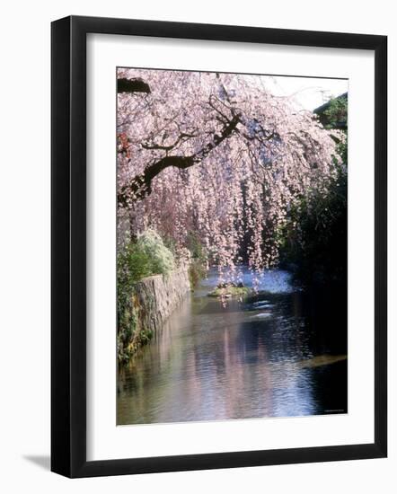 Cherry Blossoms and a River-null-Framed Photographic Print