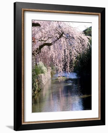 Cherry Blossoms and a River-null-Framed Photographic Print