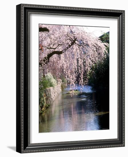 Cherry Blossoms and a River--Framed Photographic Print