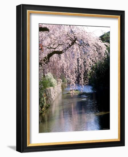 Cherry Blossoms and a River-null-Framed Photographic Print