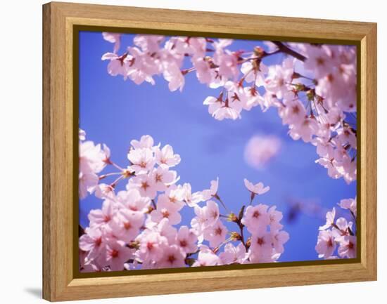 Cherry Blossoms and Blue Sky-null-Framed Premier Image Canvas