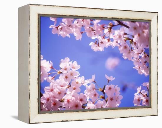 Cherry Blossoms and Blue Sky-null-Framed Premier Image Canvas