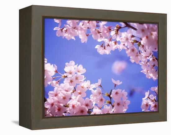 Cherry Blossoms and Blue Sky-null-Framed Premier Image Canvas