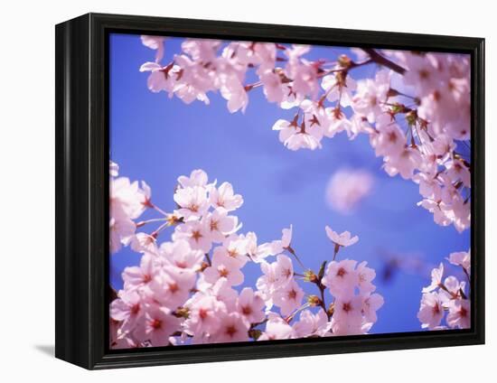 Cherry Blossoms and Blue Sky-null-Framed Premier Image Canvas