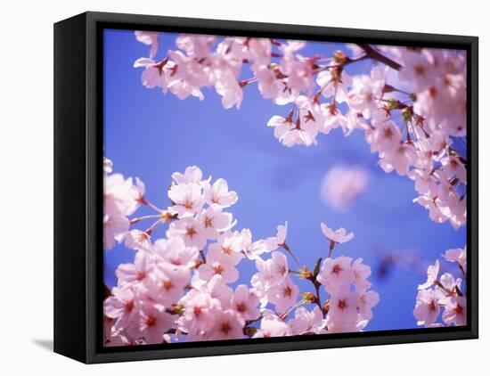 Cherry Blossoms and Blue Sky-null-Framed Premier Image Canvas