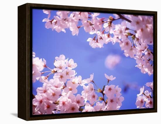 Cherry Blossoms and Blue Sky-null-Framed Premier Image Canvas