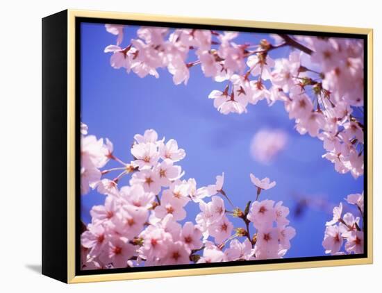 Cherry Blossoms and Blue Sky-null-Framed Premier Image Canvas