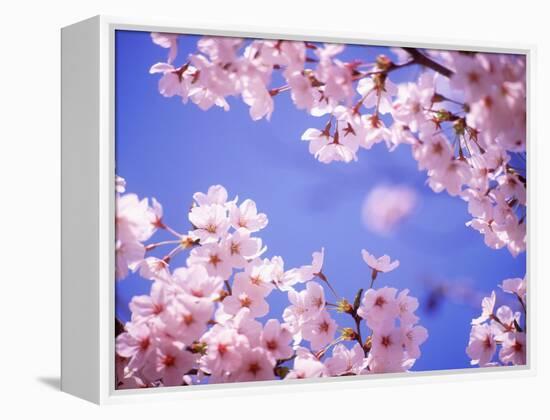 Cherry Blossoms and Blue Sky-null-Framed Premier Image Canvas