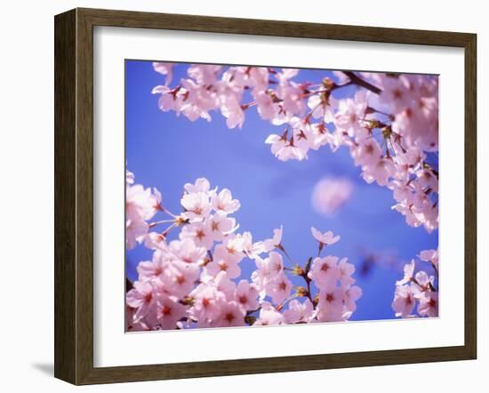 Cherry Blossoms and Blue Sky-null-Framed Premium Photographic Print