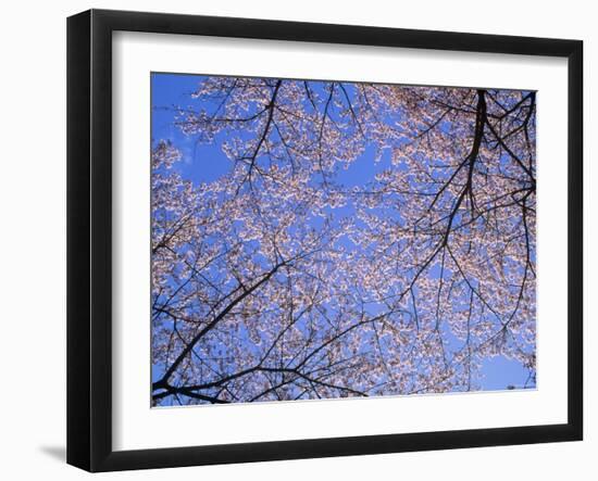 Cherry Blossoms and Blue Sky-null-Framed Photographic Print