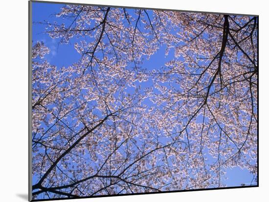 Cherry Blossoms and Blue Sky-null-Mounted Photographic Print