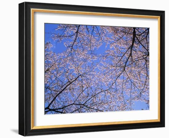 Cherry Blossoms and Blue Sky-null-Framed Photographic Print