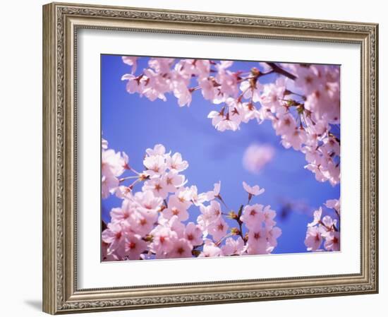 Cherry Blossoms and Blue Sky-null-Framed Photographic Print