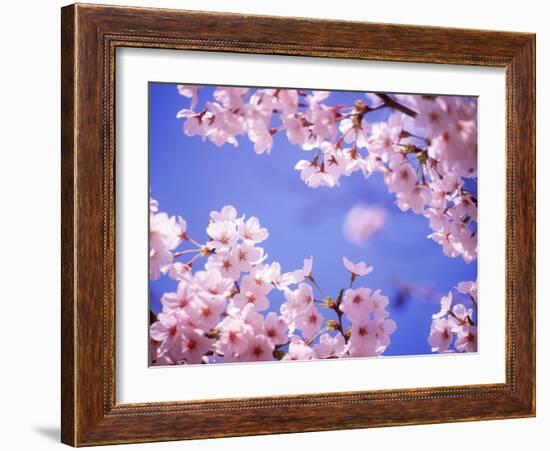 Cherry Blossoms and Blue Sky-null-Framed Photographic Print