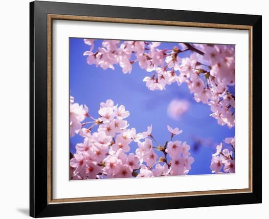 Cherry Blossoms and Blue Sky-null-Framed Photographic Print