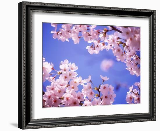 Cherry Blossoms and Blue Sky-null-Framed Photographic Print