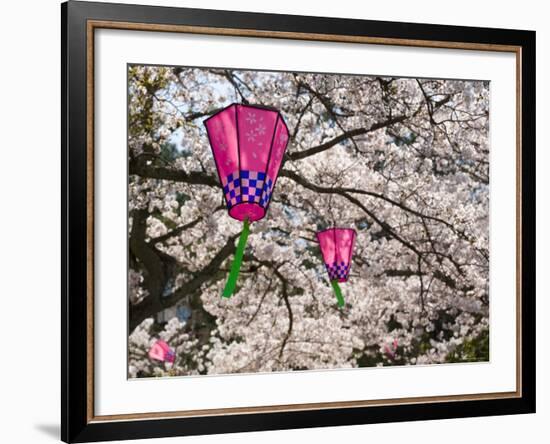 Cherry Blossoms and Decorative Lanterns, Miyajima, Hiroshima, Japan-Gavin Hellier-Framed Photographic Print