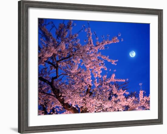 Cherry Blossoms and Full Moon-null-Framed Photographic Print