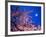 Cherry Blossoms and Full Moon-null-Framed Photographic Print