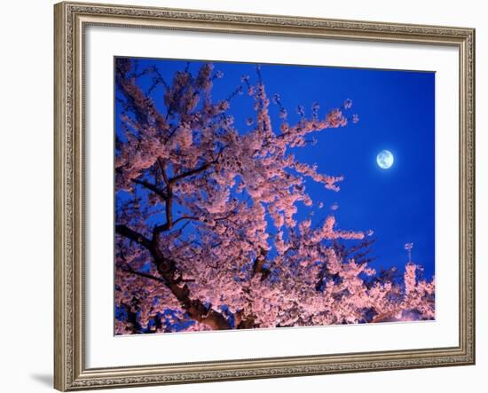 Cherry Blossoms and Full Moon-null-Framed Photographic Print