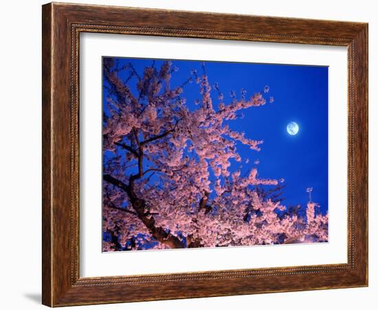 Cherry Blossoms and Full Moon-null-Framed Photographic Print