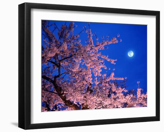 Cherry Blossoms and Full Moon--Framed Photographic Print