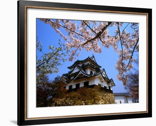 Cherry Blossoms and Hikone Castle-null-Framed Photographic Print