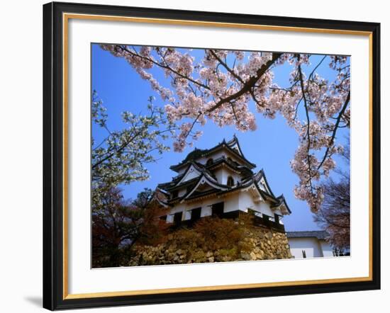 Cherry Blossoms and Hikone Castle-null-Framed Photographic Print