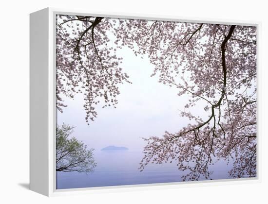 Cherry Blossoms and Lake Biwa-null-Framed Premier Image Canvas