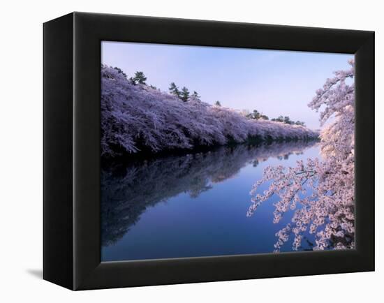 Cherry Blossoms and Moat-null-Framed Premier Image Canvas