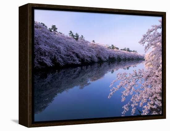 Cherry Blossoms and Moat-null-Framed Premier Image Canvas