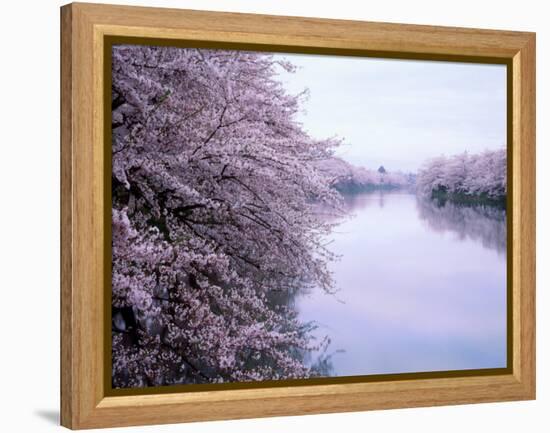 Cherry Blossoms and Moat-null-Framed Premier Image Canvas