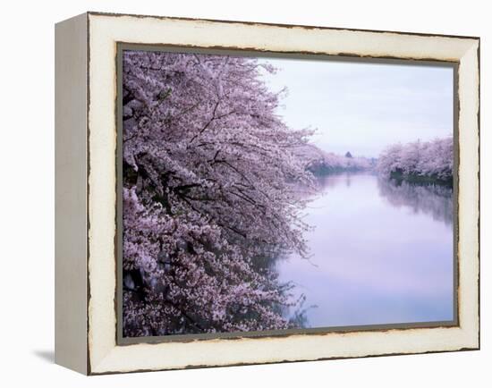 Cherry Blossoms and Moat-null-Framed Premier Image Canvas