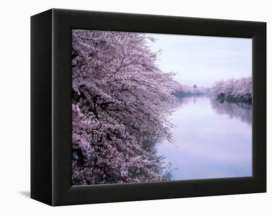 Cherry Blossoms and Moat-null-Framed Premier Image Canvas
