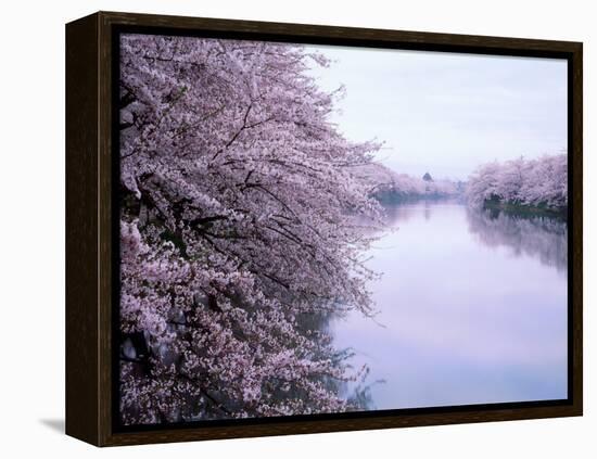 Cherry Blossoms and Moat-null-Framed Premier Image Canvas