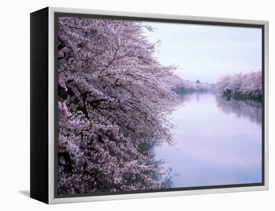 Cherry Blossoms and Moat-null-Framed Premier Image Canvas