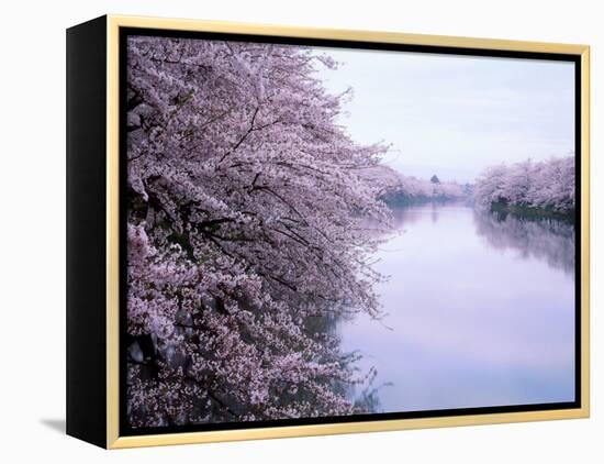 Cherry Blossoms and Moat-null-Framed Premier Image Canvas