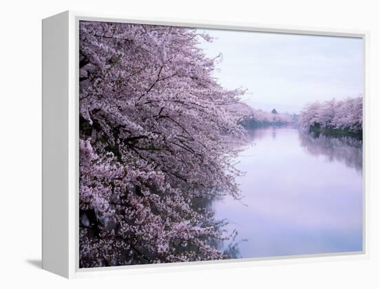 Cherry Blossoms and Moat-null-Framed Premier Image Canvas