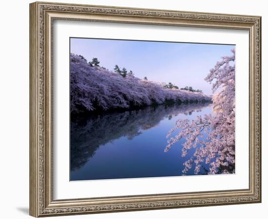 Cherry Blossoms and Moat-null-Framed Photographic Print