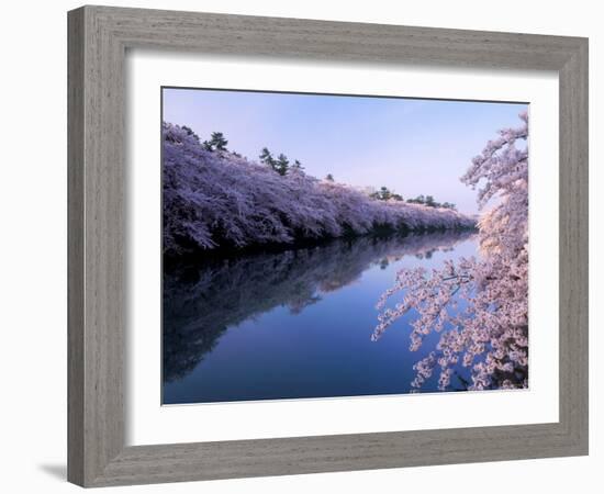 Cherry Blossoms and Moat-null-Framed Photographic Print