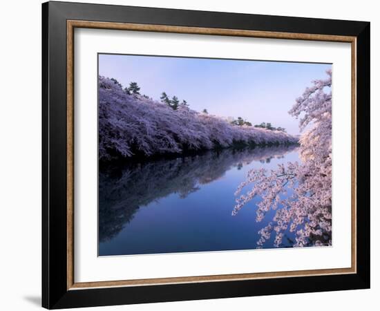 Cherry Blossoms and Moat-null-Framed Photographic Print