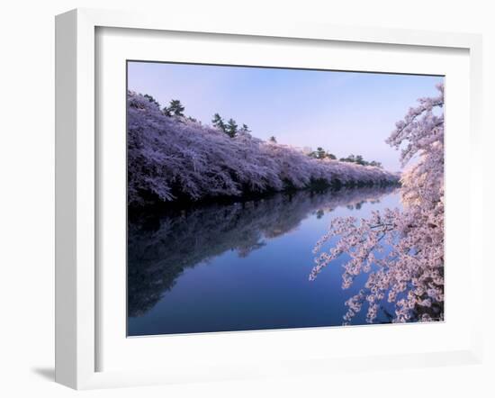 Cherry Blossoms and Moat-null-Framed Photographic Print