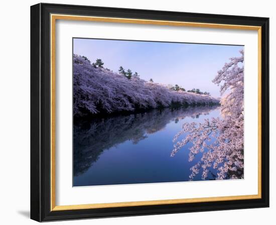 Cherry Blossoms and Moat-null-Framed Photographic Print