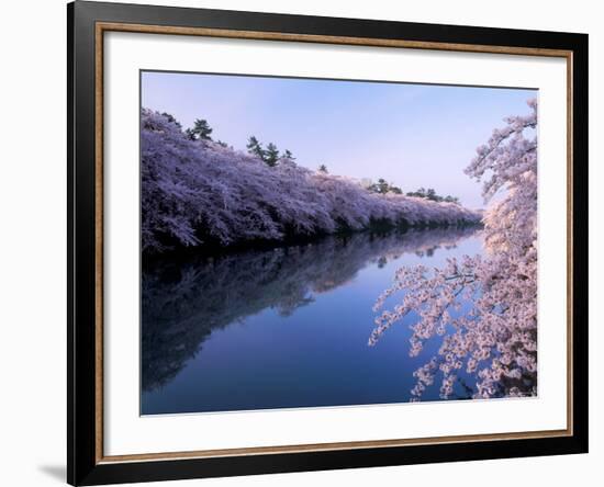 Cherry Blossoms and Moat-null-Framed Photographic Print