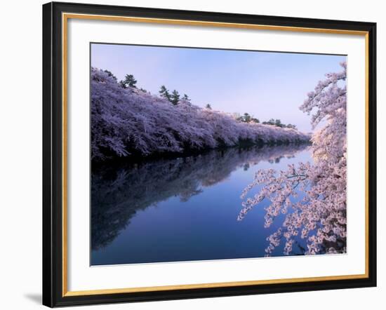 Cherry Blossoms and Moat-null-Framed Photographic Print
